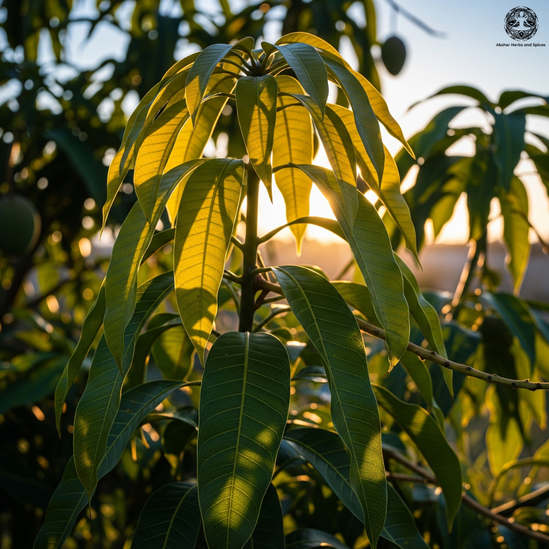 Benefits of Mango Leaves in Herbal Medicine: Nature’s Forgotten Remedy