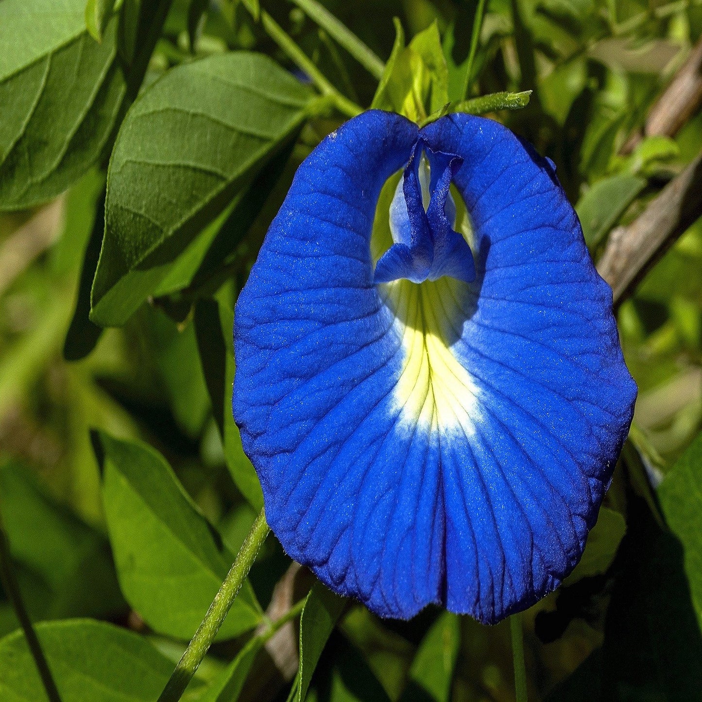 COLOR YOUR WORLD WITH BUTTERFLY PEA FLOWER.