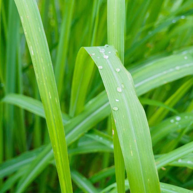 Lemongrass leaves