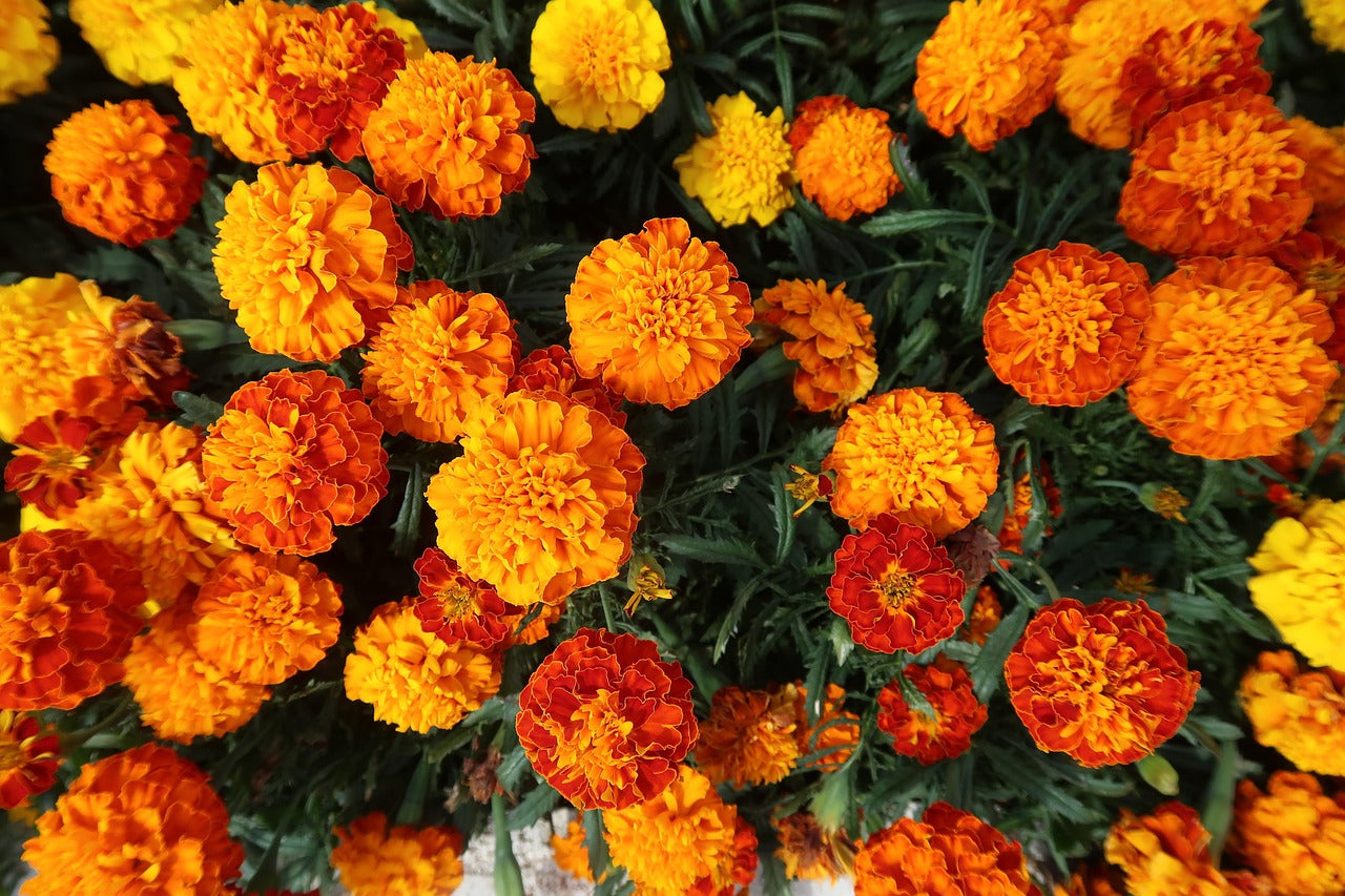 Marigold Flowers: Uses, Symbolism, Health Benefits, and Unique Recipes
