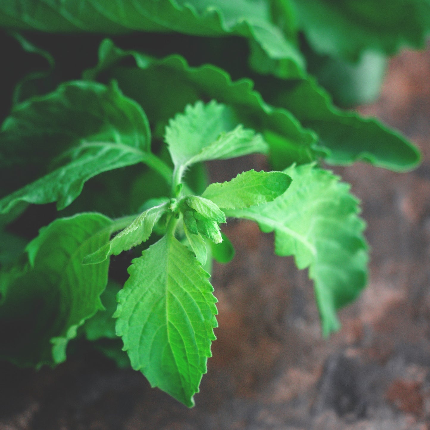 Holy basil tea