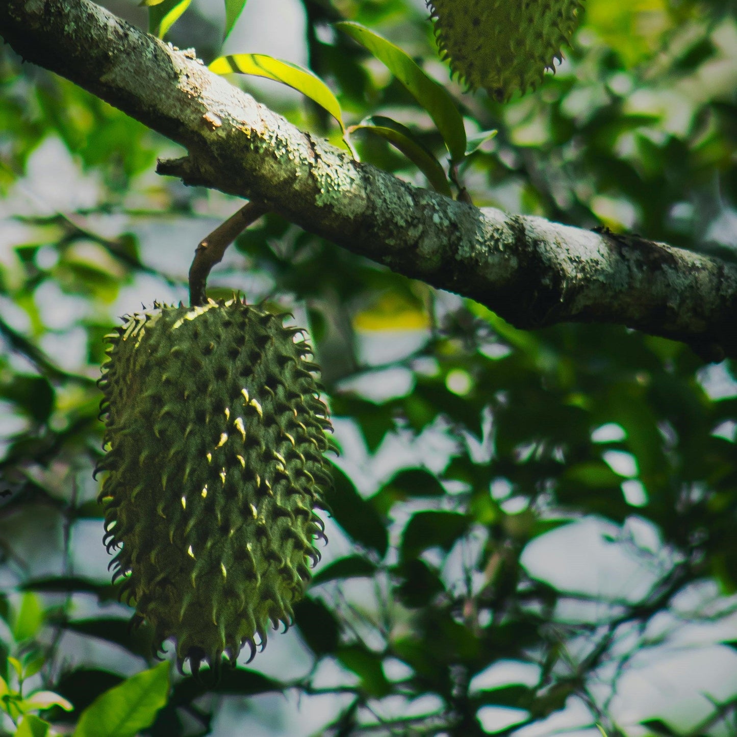 What Are Soursop Leaves Good For?