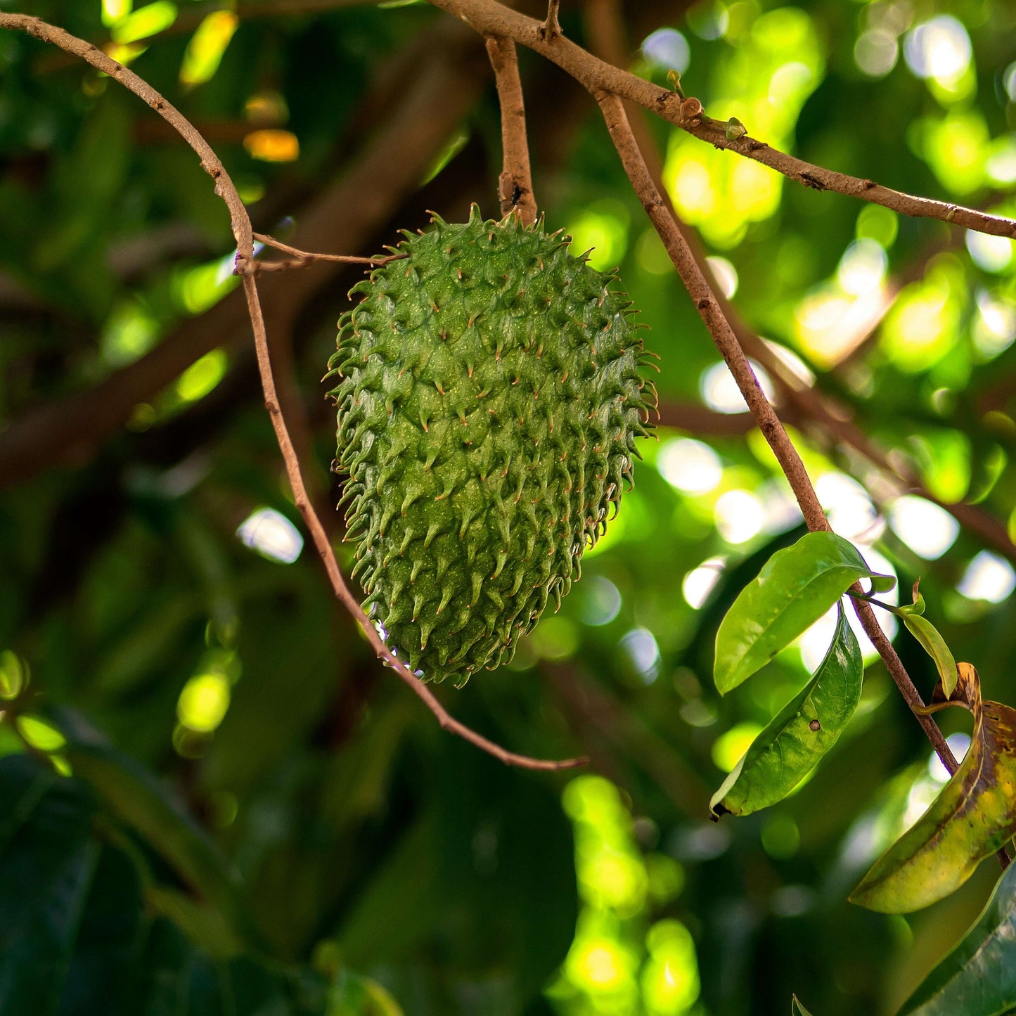 Unlocking the Potential of Dried Soursop Leaves: From Tea to Tinctures—7 Amazing Benefits