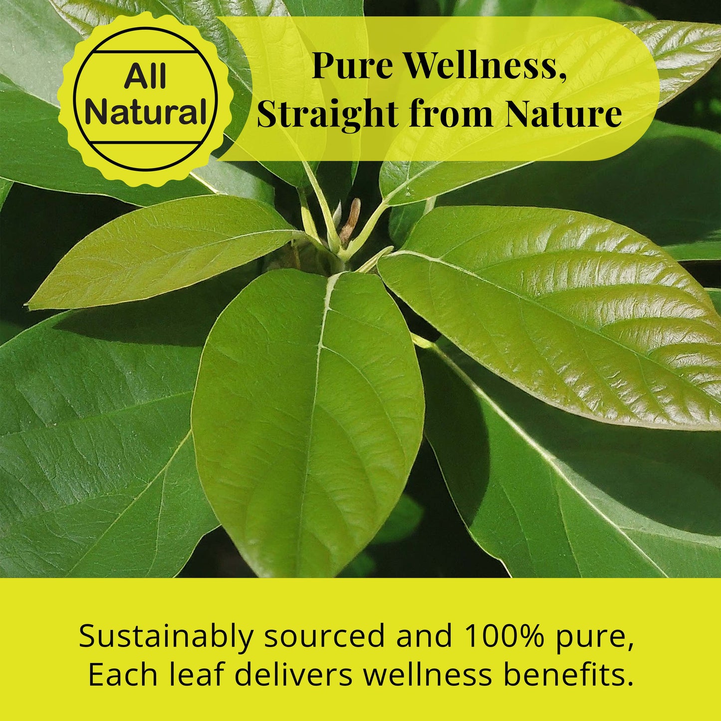 All Natural fresh avocado leaves
All Natural : Pure Wellness, straight from nature
Sustainably sourced  and 100% pure. Each leaf delivers wellness benefits.