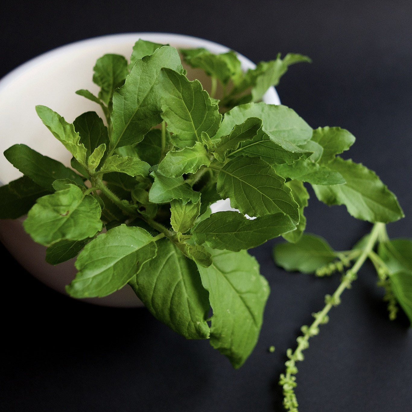 holy basil tea | Tulsi tea | Dried holy basil leaves | dried Tulsi leaves