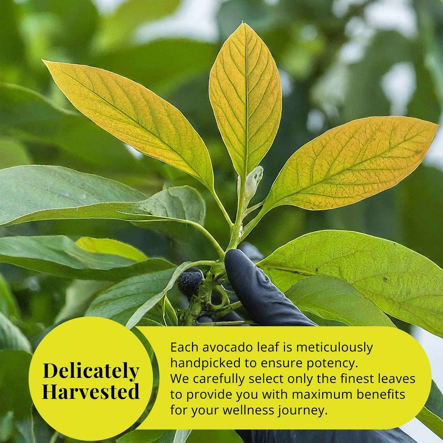 Delicately Harvested : each avocado leaf is meticulously handpicked to ensure potency.
We carefully select only the finest leaves to provide you with maximum benefits for your wellness journey.