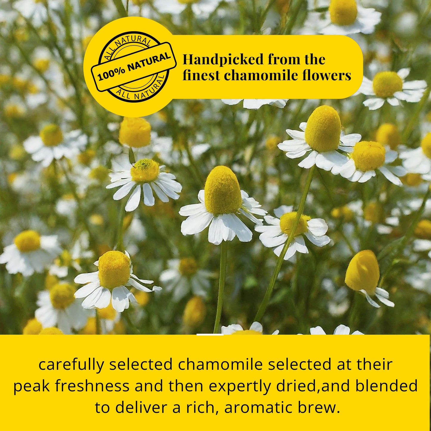 100% natural handpicked from the finest chamomile flowers.
Carefully selected chamomile selected at their peak freshness and then expertly dried, and blended to deliver a rich , aromatic brew.