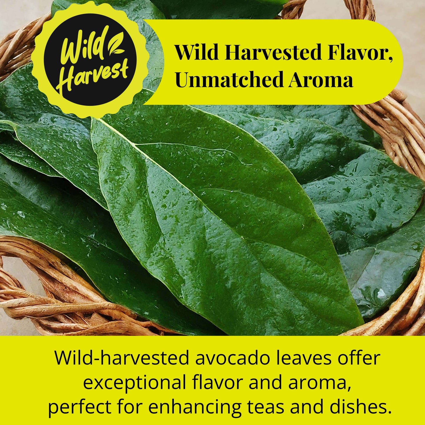 Wild Harvest : Wild harvested flavor, unmatched Aroma.
wild-harvested avocado leaves offer exceptional flavor and aroma, perfect for enhancing teas and dishes.