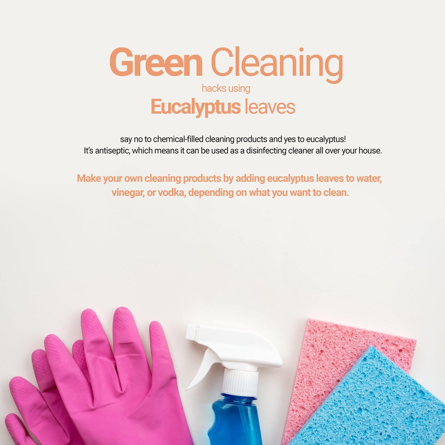 Dried Eucalyptus leaves ((hojas de eucalipto) ) | Green cleaning hacks using Eucalyptus leaves.. Make your own cleaning products by adding eucalyptus leaves to water , vinegar , or vodka, depending on what you want to clean.