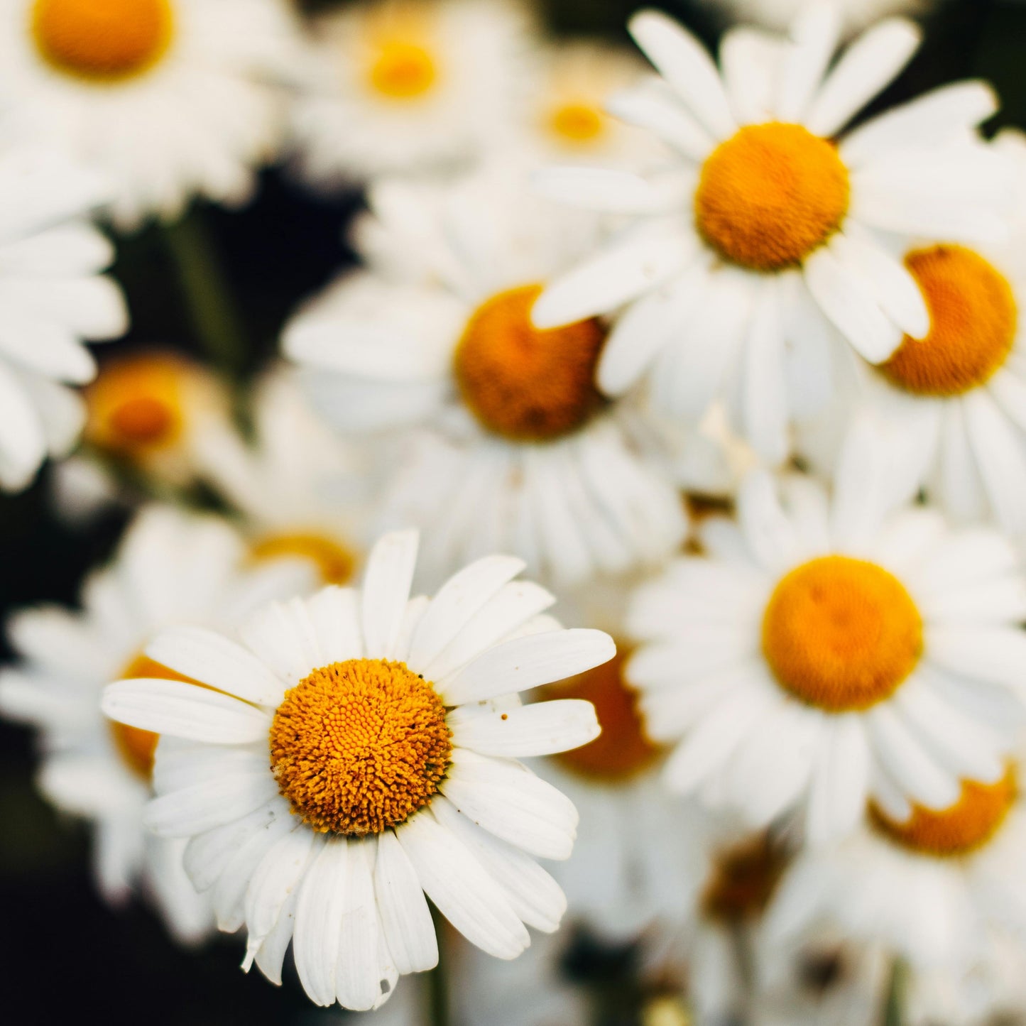 What does Chamomile Tea Taste Like?