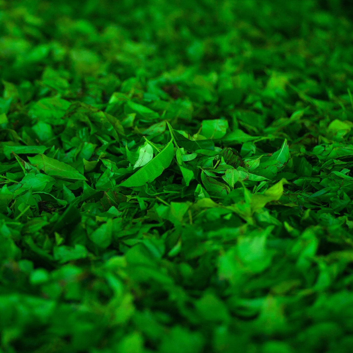 5 Herbal Teas That Are Healthier Than Green Tea