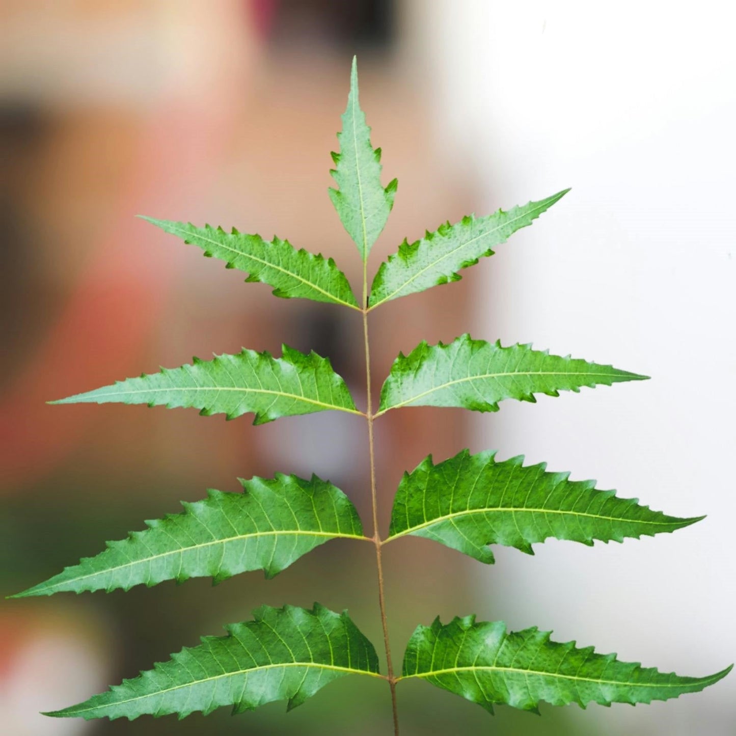 Herbal Remedies for Seasonal Immunity Leaves and Spices