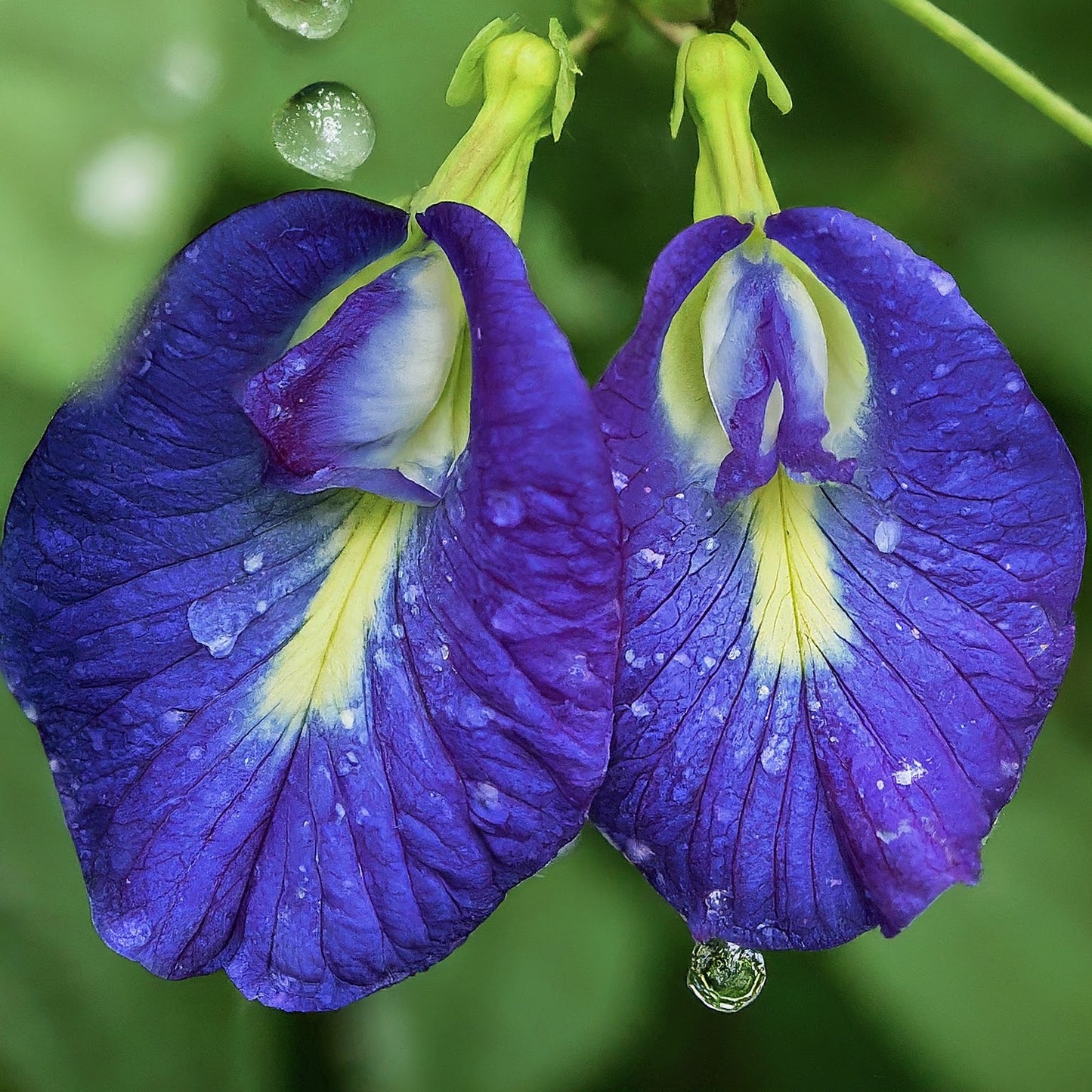 UNVEILING THE WONDERS OF BUTTERFLY PEA FLOWERS AND BLUE LOTUS: A COMPARATIVE EXPLORATION
