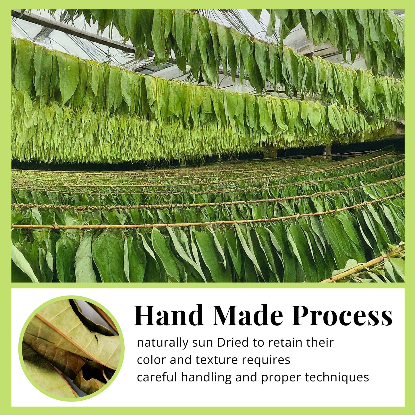 A Beginner’s Guide to Drying and Storing Culinary Herbs at Home – Proven Tips & 7 Easy Steps