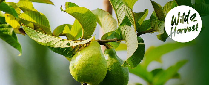 Why Thousands Are Switching to Guava Leaf Tea Instead of Green Tea: 7 Powerful Reasons Behind the Herbal Revolution