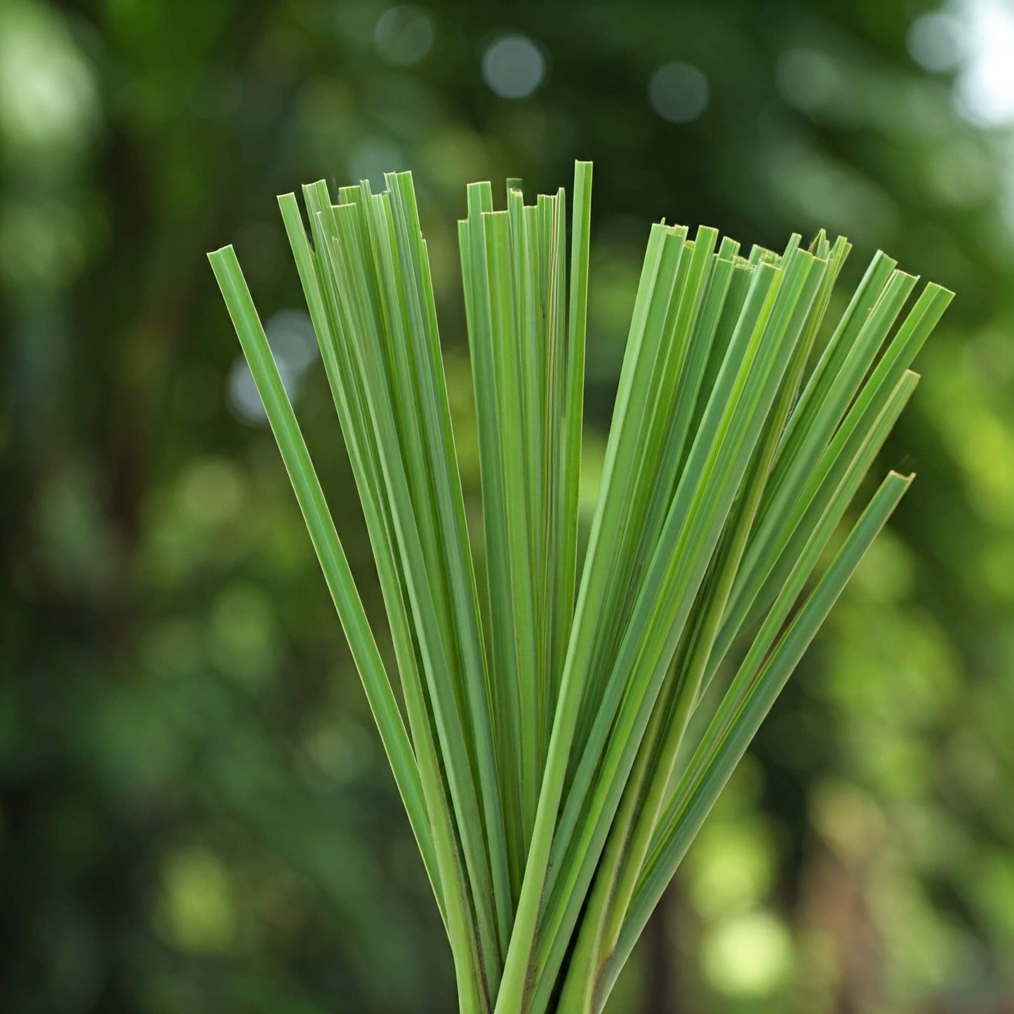  Lemongrass Plant Tea