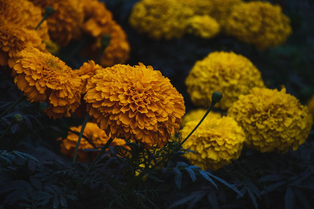 Sunny Marigold Rice: A Dish with Elements of Culture and Color. – Akshit