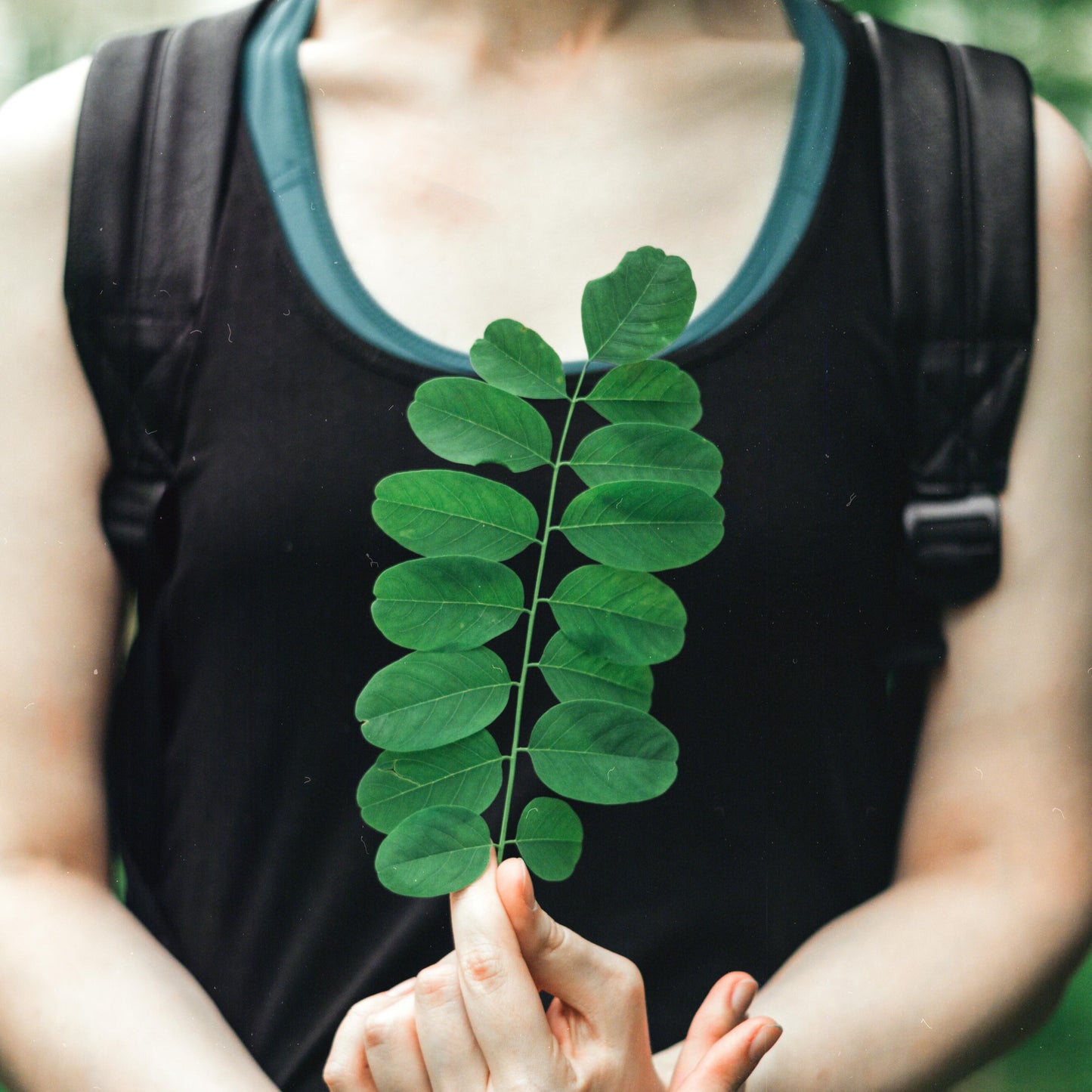 The Ultimate Guide to Moringa Leaves: Benefits, Powder, Tea, and Recipes