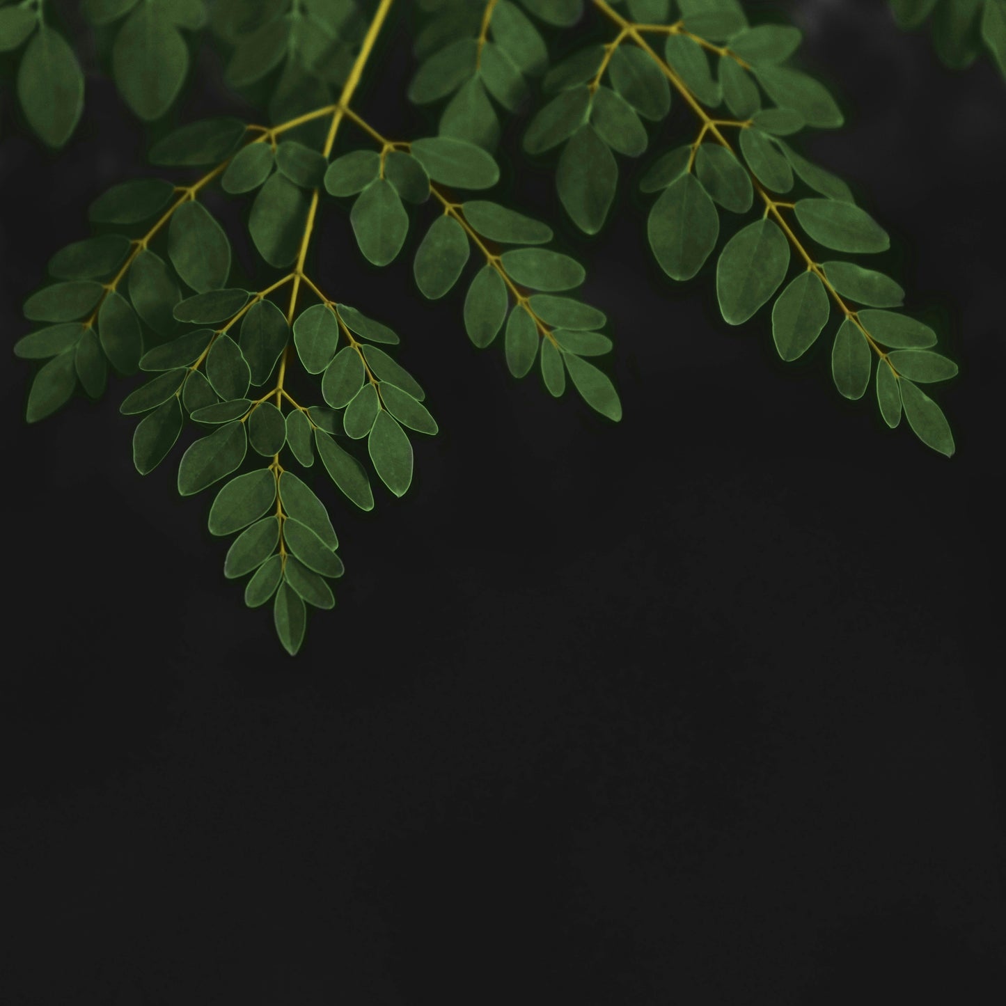 Herbs and Spices in Traditional African Healing: Stories from Uganda & Neighbouring Regions – 7 Timeless Remedies with Moringa, Hibiscus, Soursop & More