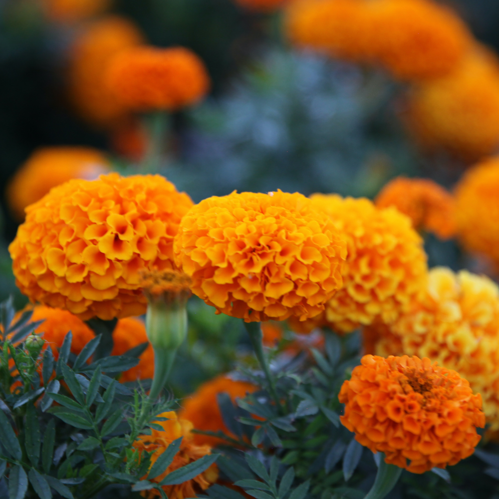 Dried Calendula. benefits 