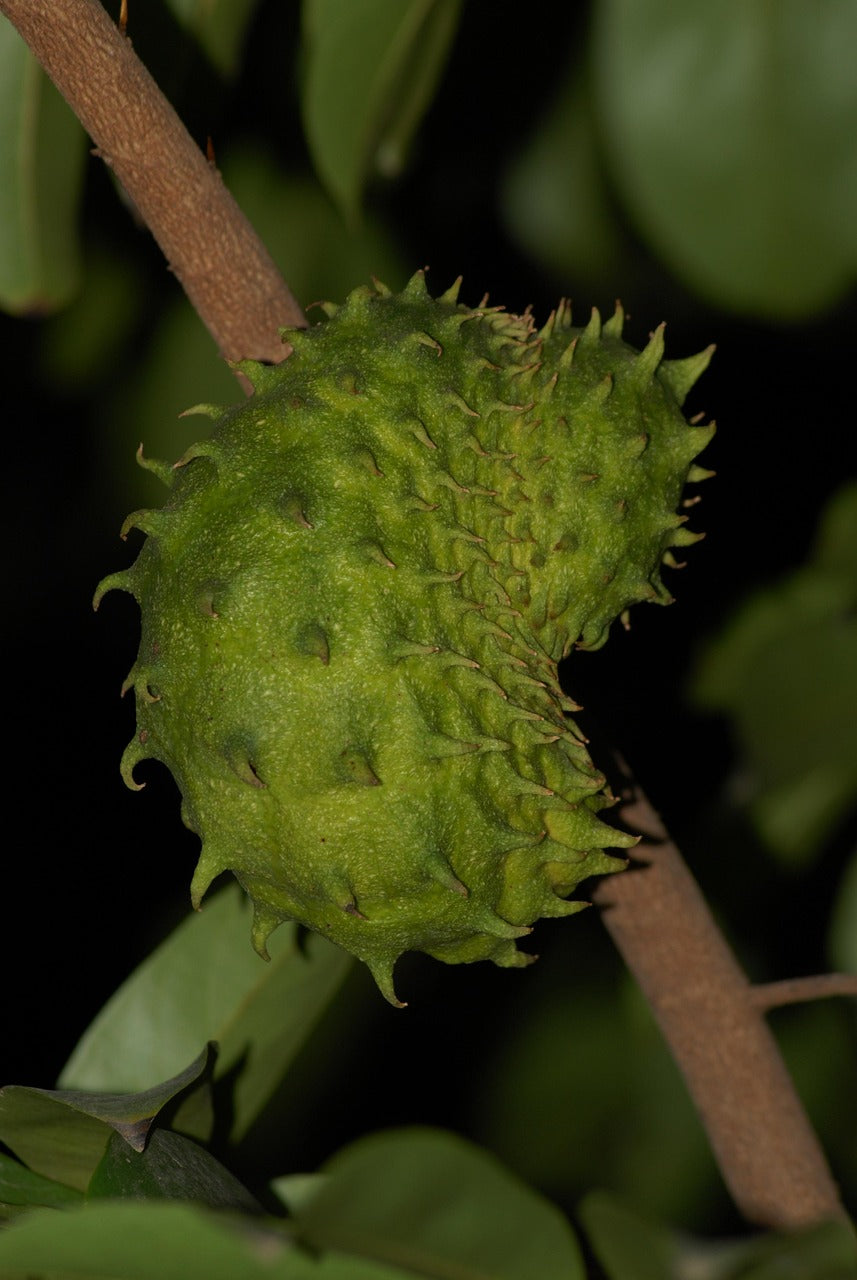 Soursop Leaves for Skin – Natural Glow with Soursop Tea