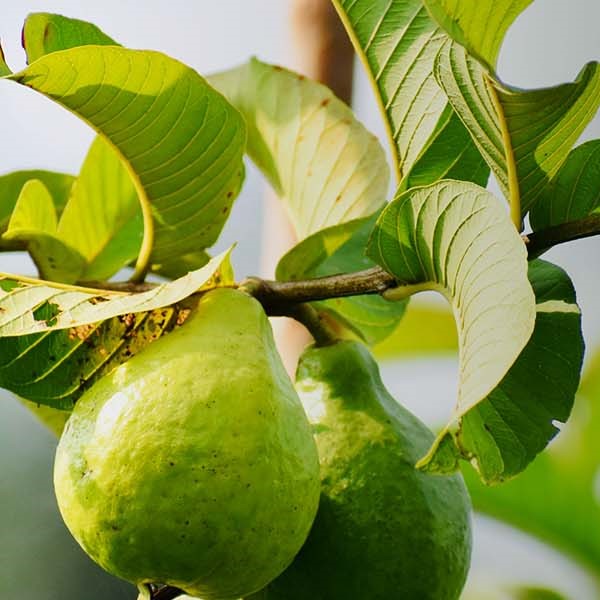 Fresh guava fruits growing on a tree with green leaves, showcasing natural and organic guava produce