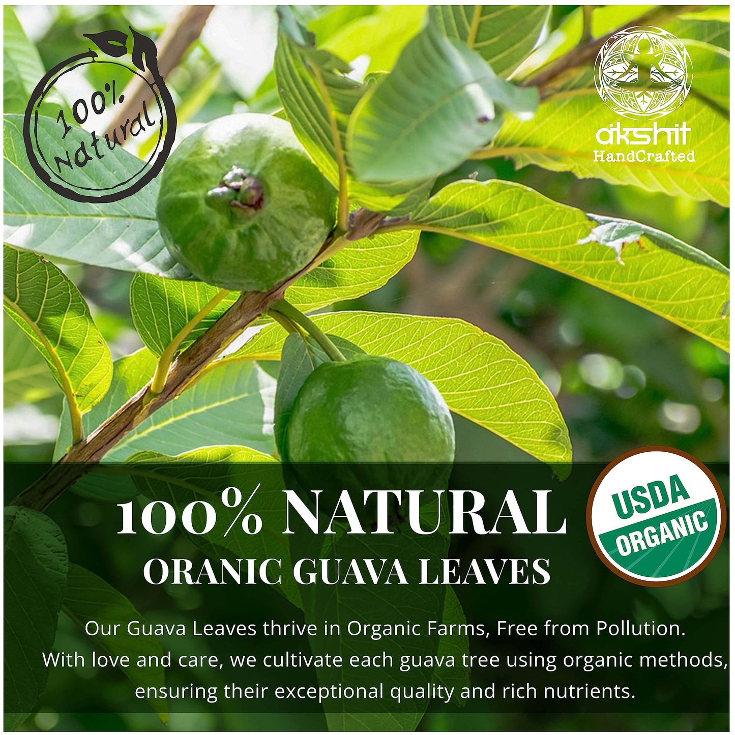 
                  
                    Akshit Organic Dried Guava Leaves | 100% Natural Organic Guava Leaves .. Our guava Leaves thrive in organic farms, free from pollution. With love and care , we cultivate each guava tree using organic methods, ensuring their exceptional quality and rich nutrients.
                  
                