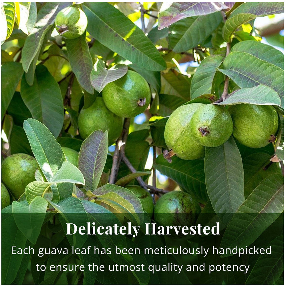 
                  
                    Delicately Harvested : Each guava leaf has been meticulously handpicked to ensure the utmost quality and pitency.Akshit Organic Dried Guava Leaves
                  
                