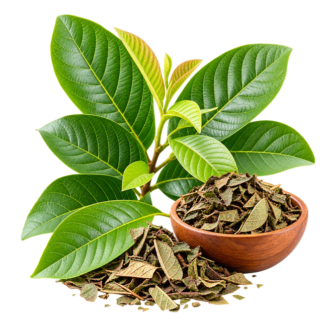 Guava Leaf