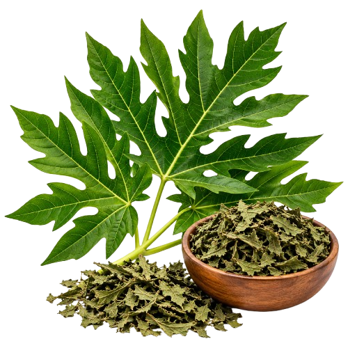 Papaya Leaf