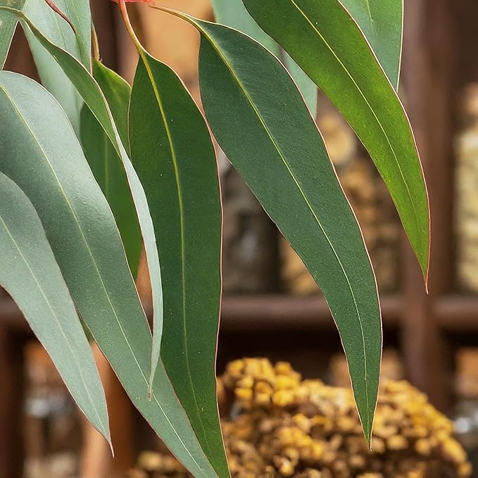 
                  
                    Fresh Eucalyptus leaves ((hojas de eucalipto) 
                  
                