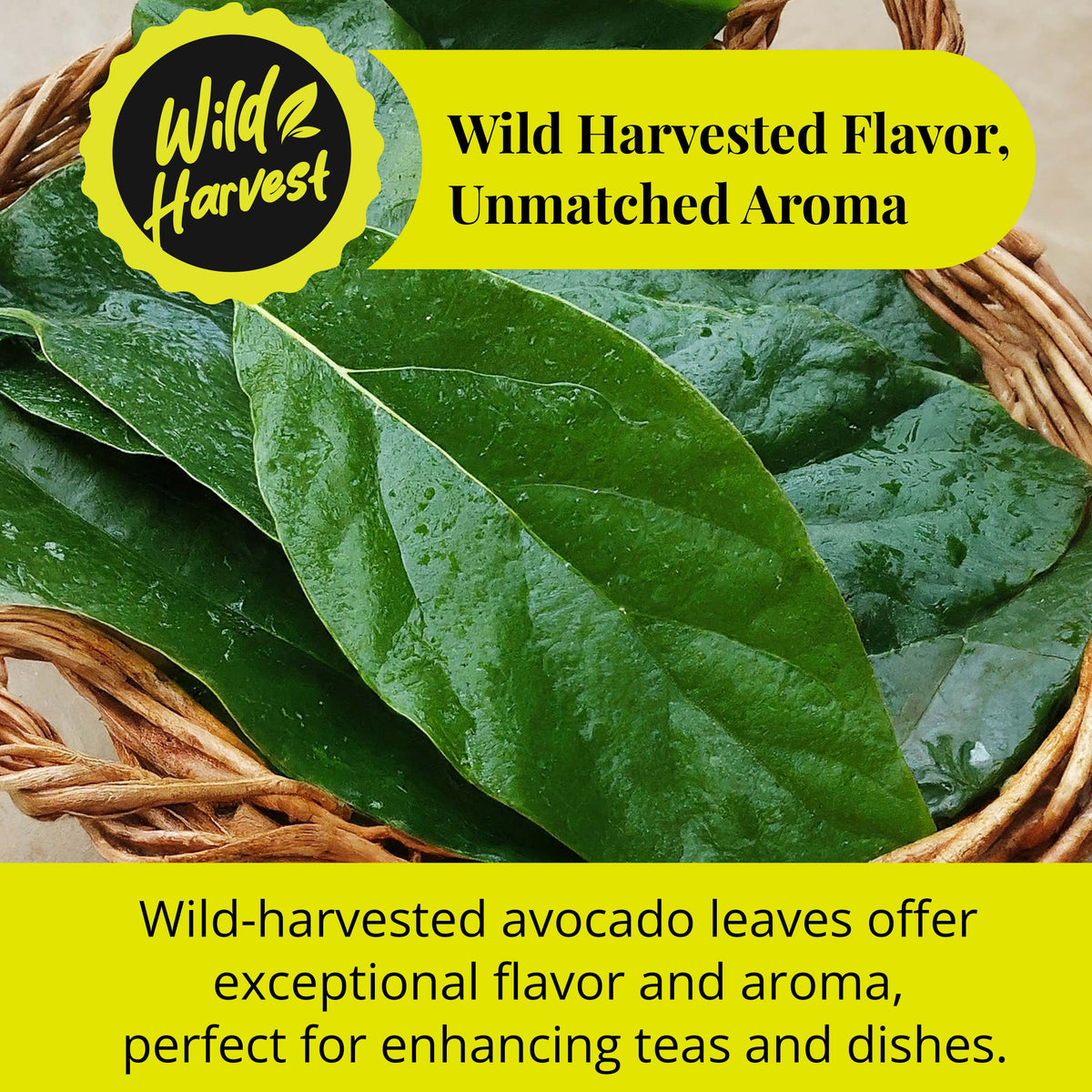 wild harvested avocado leaves fresh natural leaves with rich aroma used for tea and cooking enhancing flavor in herbal recipes