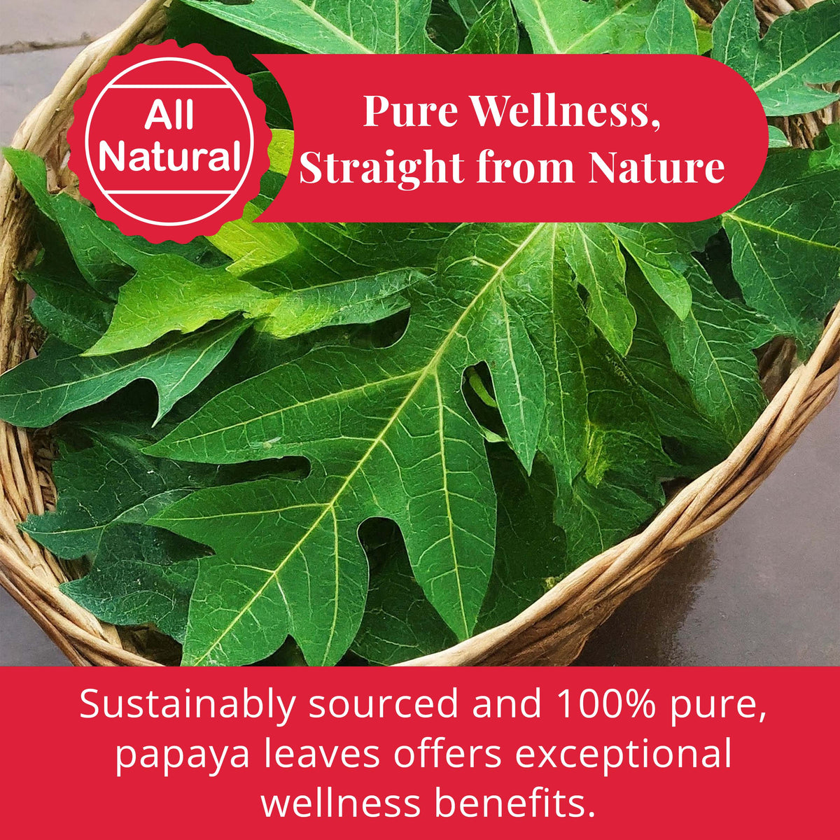 Fresh papaya leaves, all natural, sustainably sourced, 100% pure, offering wellness benefits and natural herbal goodness
