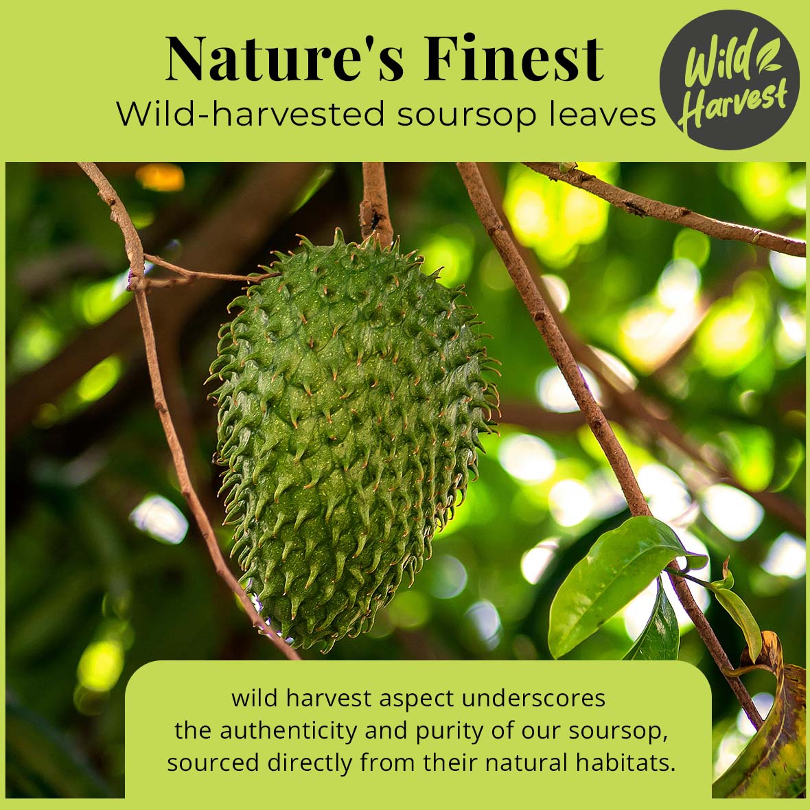 Fresh green soursop (graviola) fruit growing on a tree branch surrounded by green leaves.