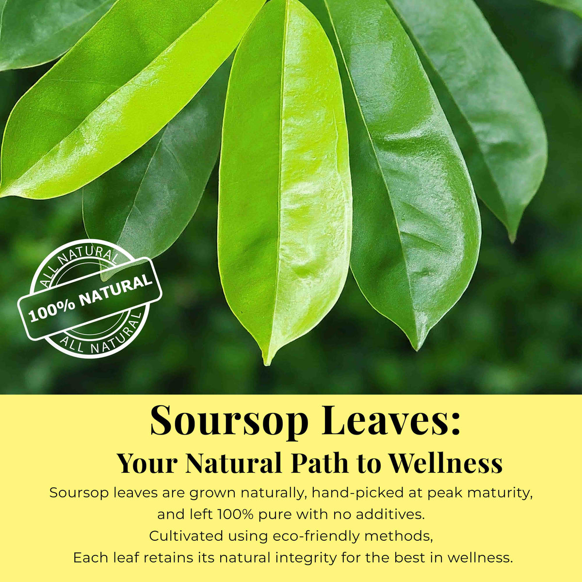 Fresh green soursop (graviola) leaves growing naturally on a tree branch, showing their shape and texture.