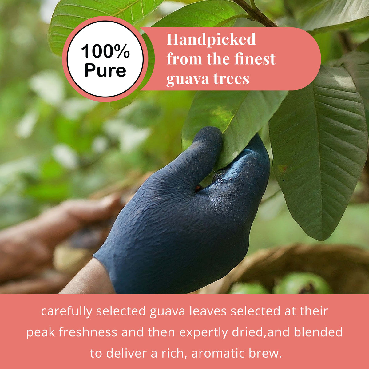 Handpicked guava leaves being carefully harvested from tree, showcasing 100% pure natural tea leaves for premium herbal tea