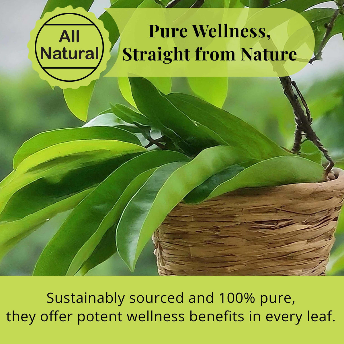 Fresh green soursop (graviola) leaves displayed in a woven basket, showing their natural shape and leaf texture.
