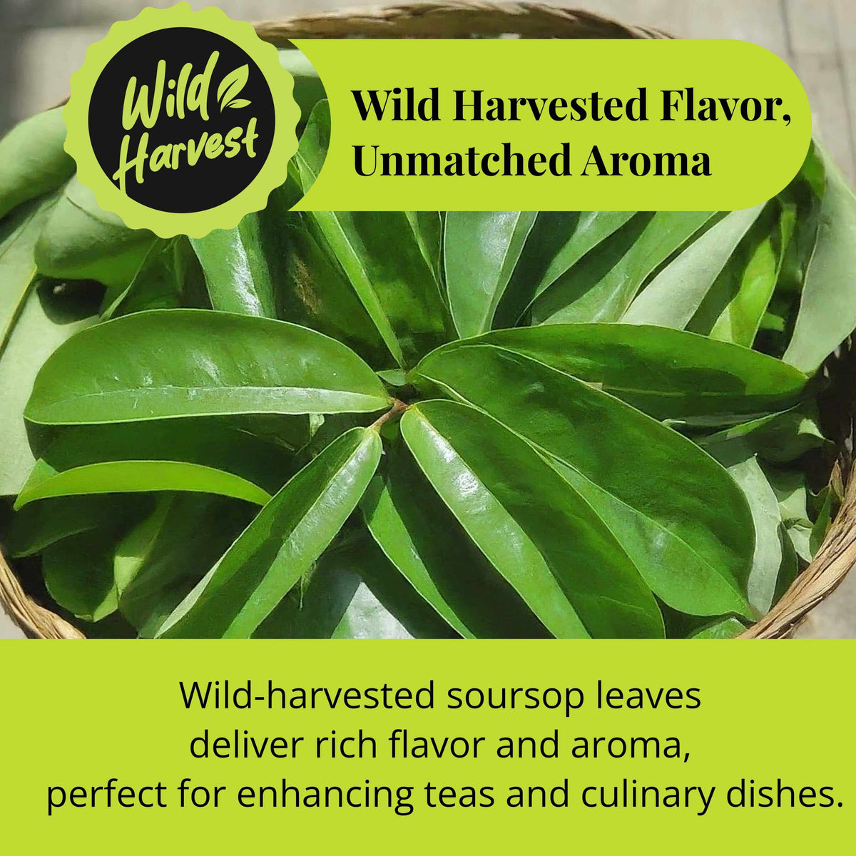 Fresh green soursop (graviola) leaves growing on a tree, showing their natural shape and texture.