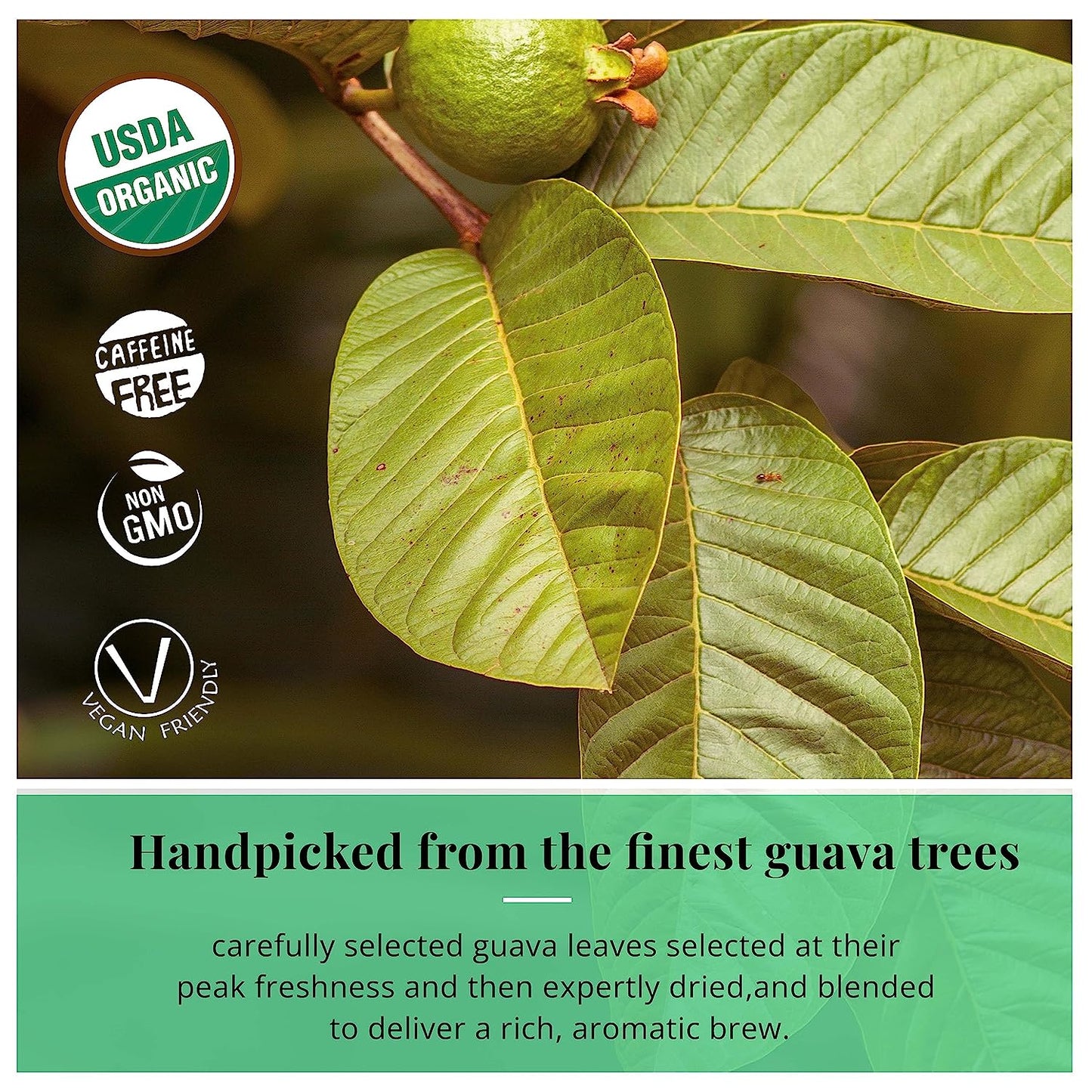 
                  
                    we select finest guava leaves which we sun dry, and ground  to create guava teabags. therefore jjust be assured that your receiving premium quality guava tea ags 
                  
                