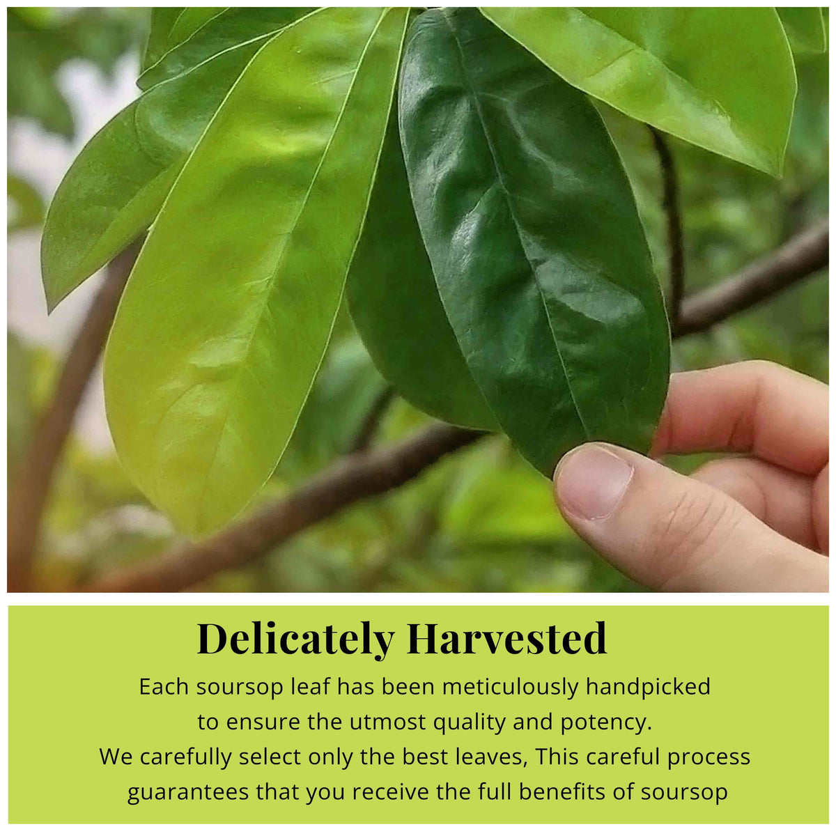 Hand harvesting fresh green soursop (graviola) leaves from a tree branch for dried herbal tea preparation.