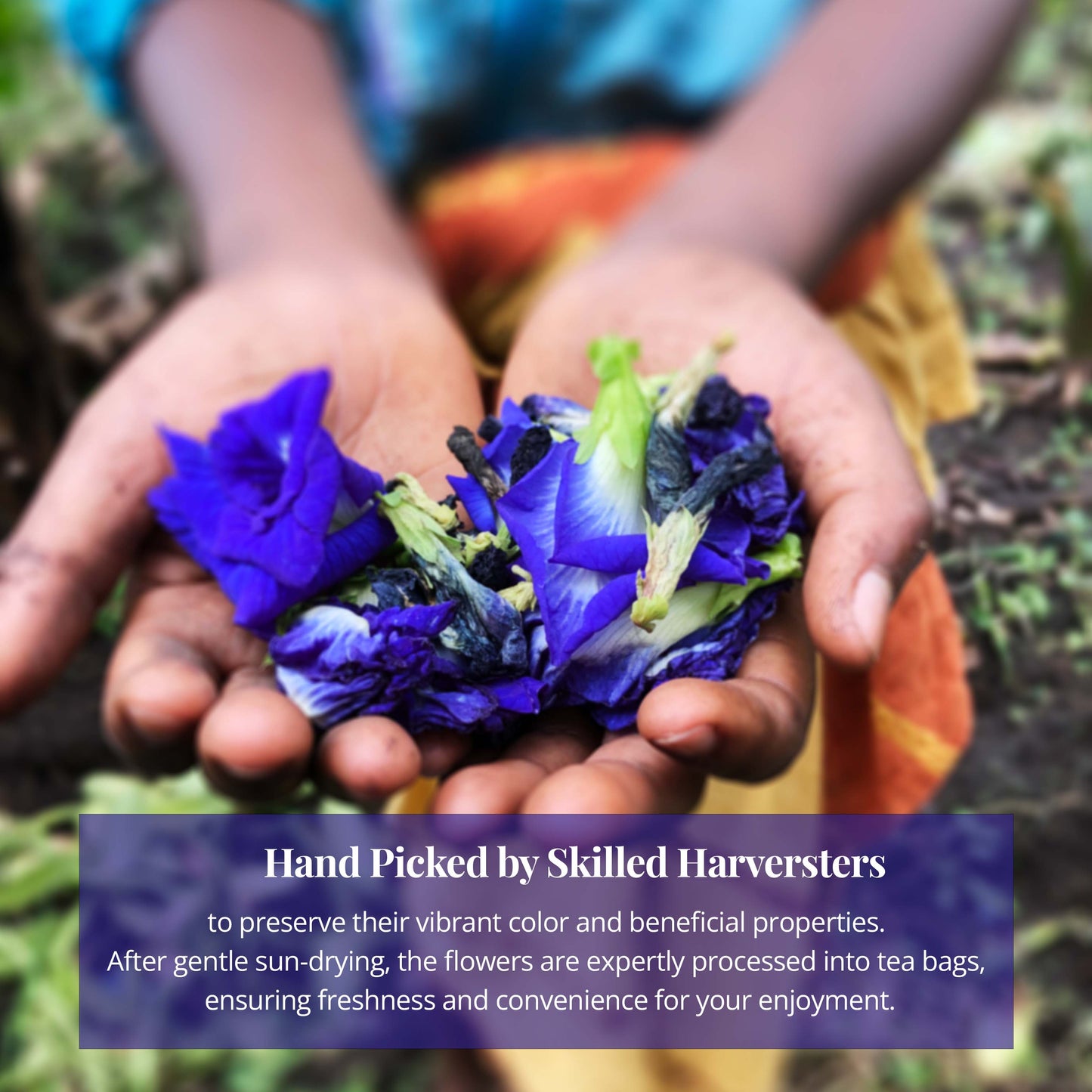 
                  
                    Hand Picked Butterfly pea flowers by Skilled Harversters to preserve their vibrant color and beneficial properties. After gentle sun-drying, the flowers are expertly processed into tea bags, ensuring freshness and convenience for your enjoyment.
                  
                