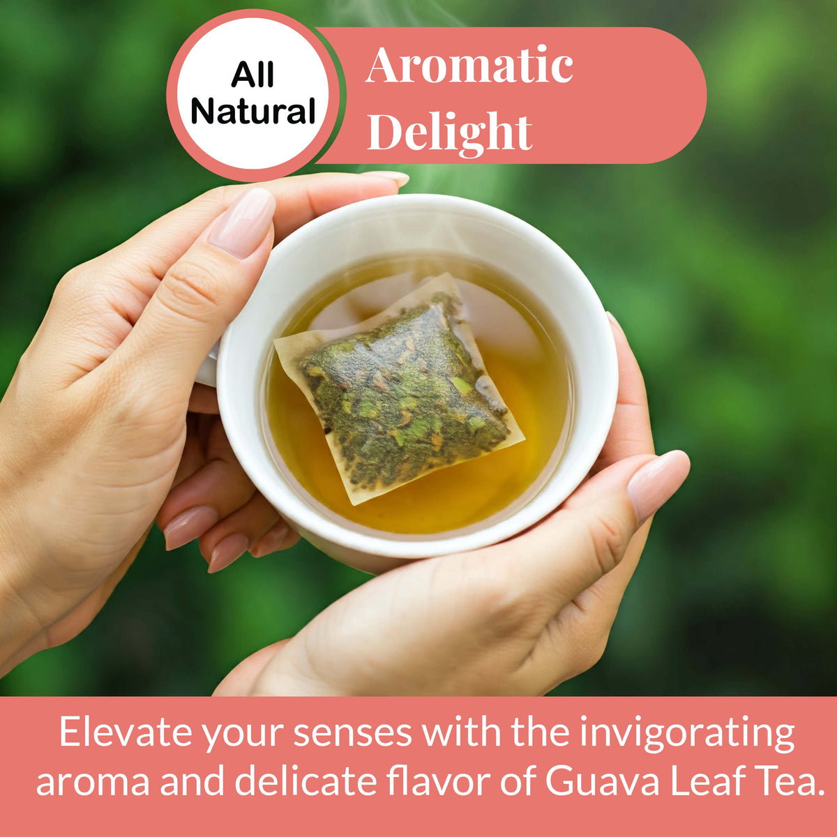 Hands holding a cup of guava leaf tea with tea bag, showcasing aromatic all natural herbal tea experience