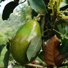 Avocado Leaves in Mexican Cooking