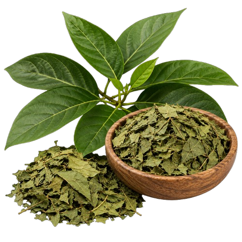 Avocado Leaf