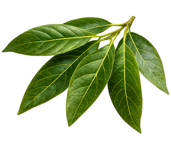 Avocado Leaves