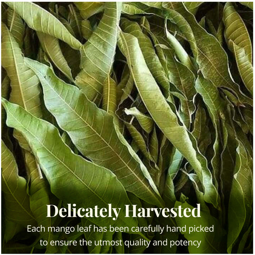
                  
                    Delicately Harvested . each mango leaf has been carefully hand picked to ensure the utmost quality and potency 
                  
                