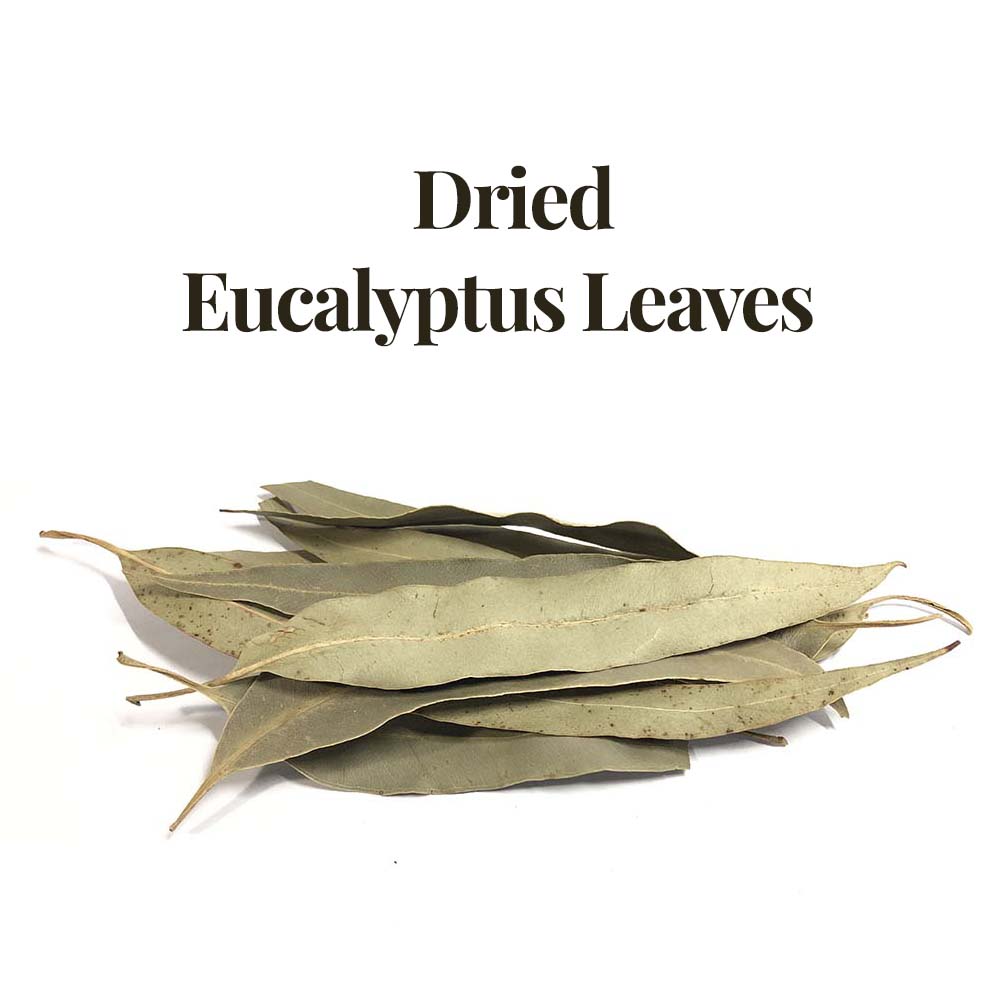 Dried Eucalyptus leaves