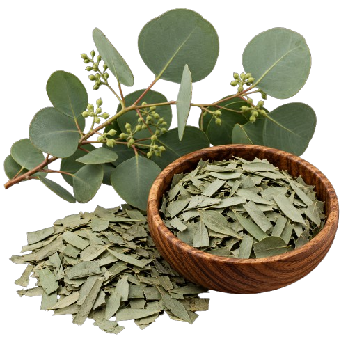 Eucalyptus