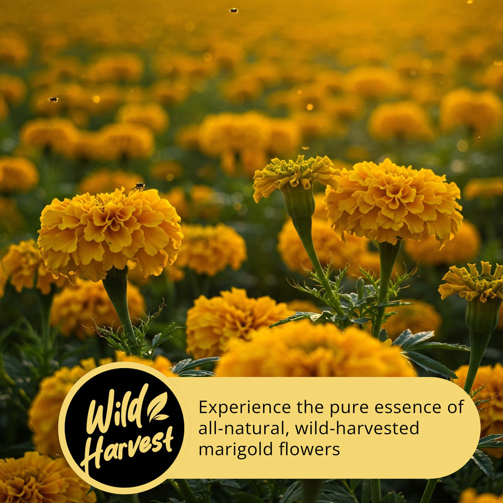 
                  
                    wild harvested marigold flower
                  
                