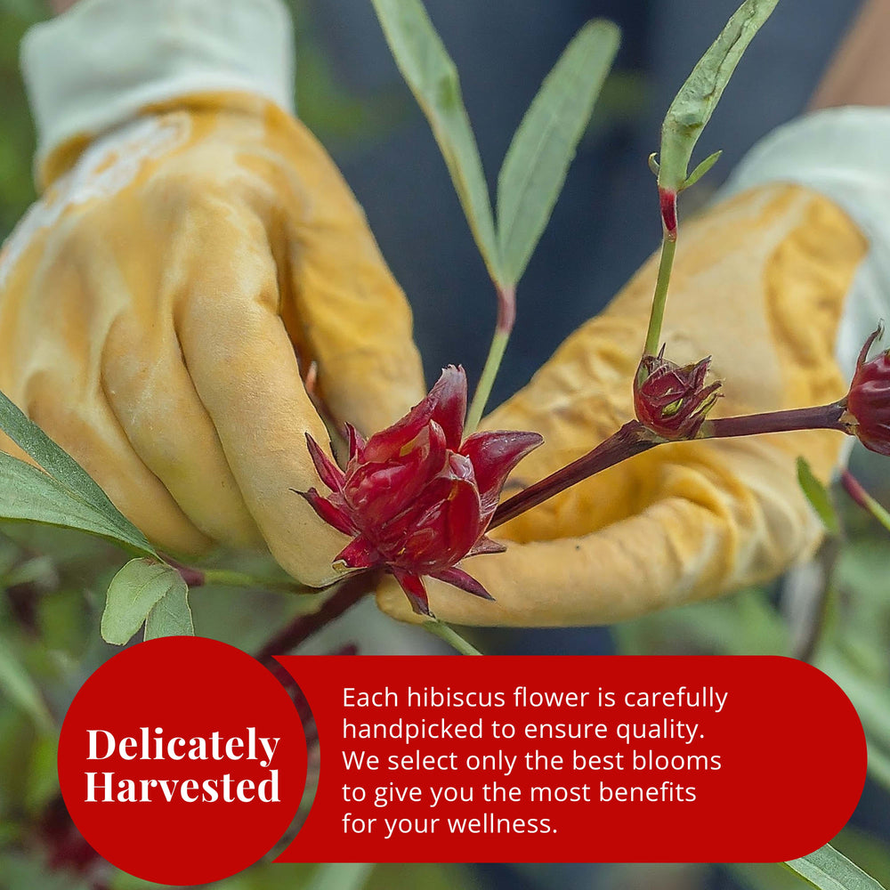 
                  
                    delicately harvested hibiscus flower
                  
                